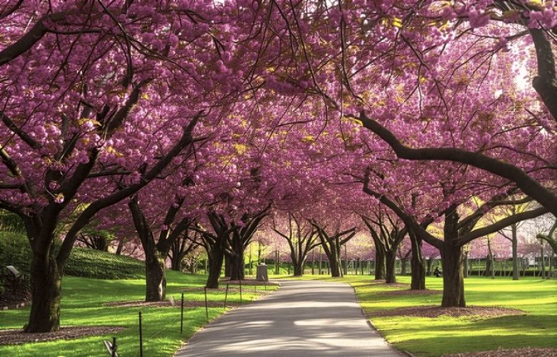 Cherry Blossom in Hunza and Skardu Valleys