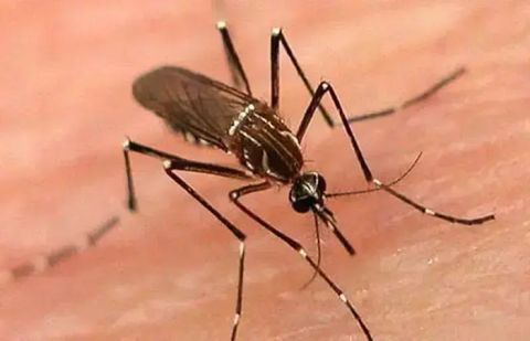 The first dengue-related death of the year has been reported in Karachi